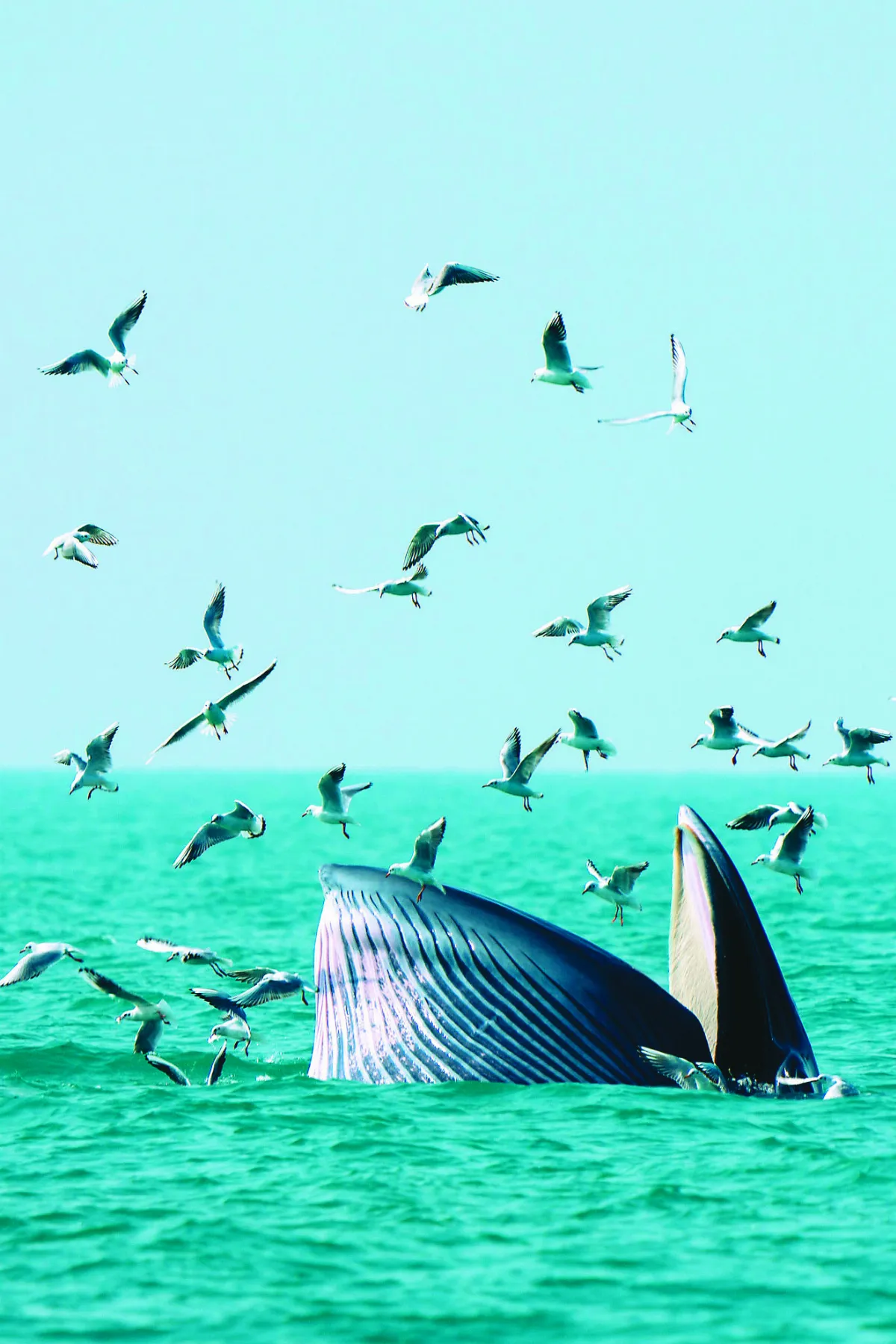 海上鯨奇