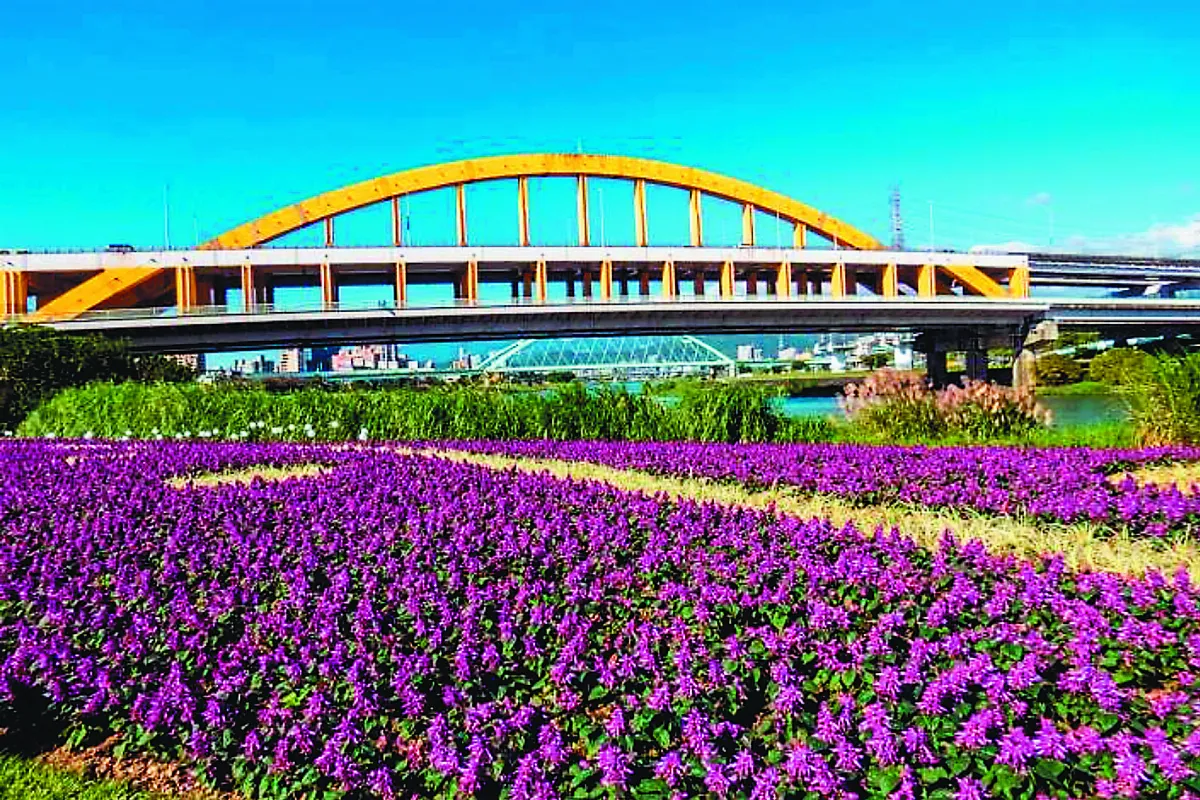 粉紫花海  浪漫基隆河畔