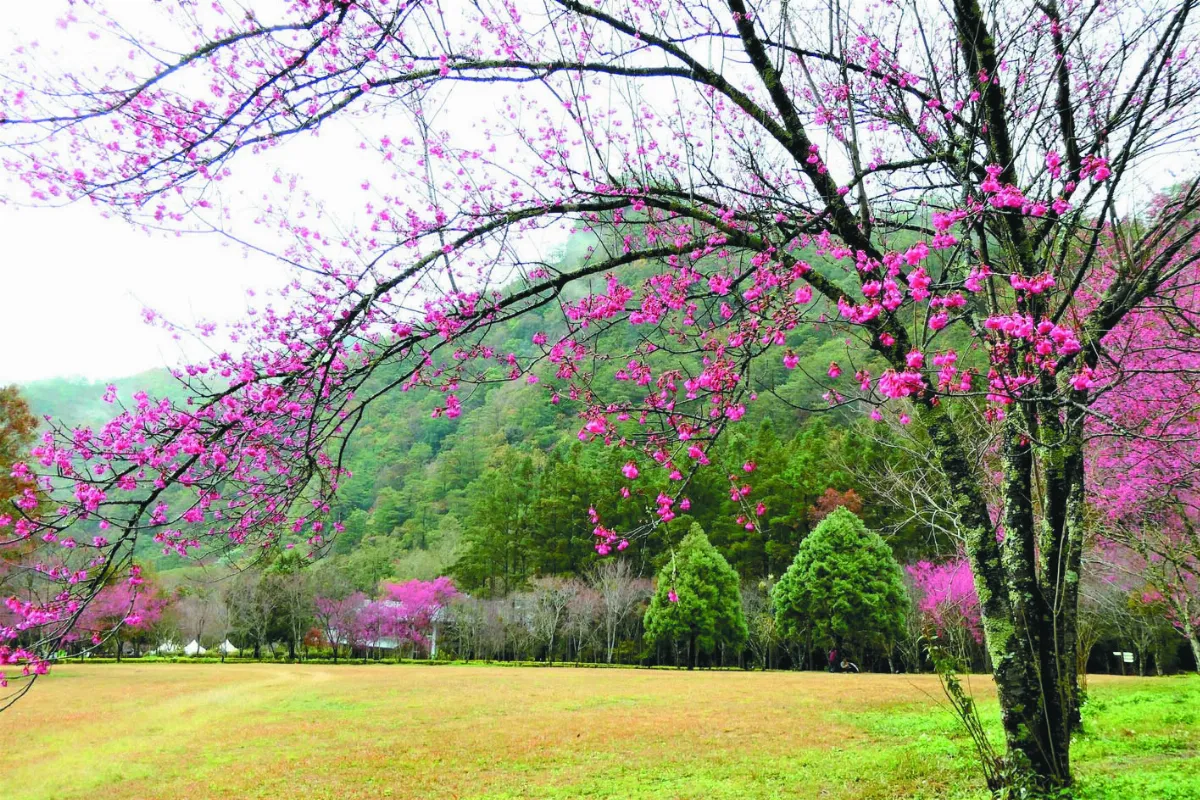 奧萬大山櫻花  綻放紅色浪漫