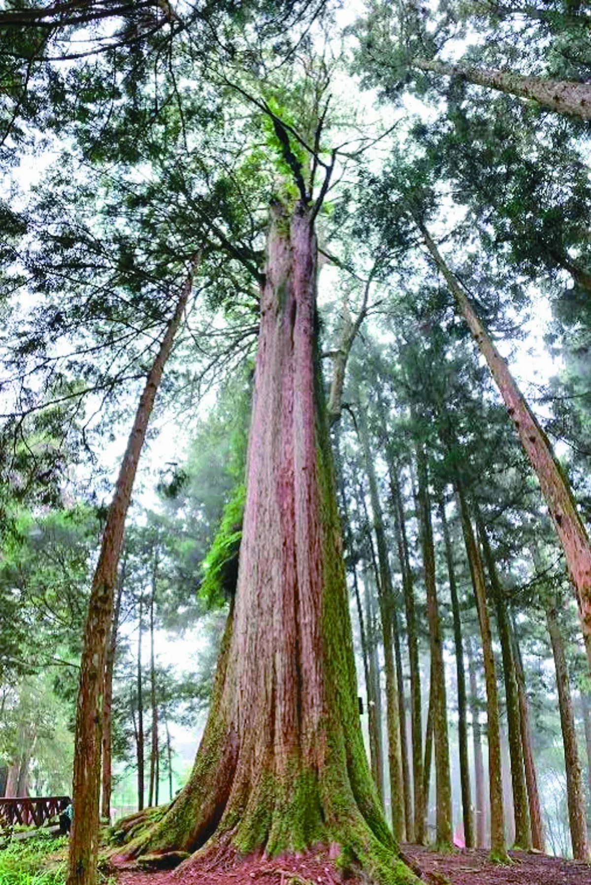 阿里山神木 都沒超過2000歲