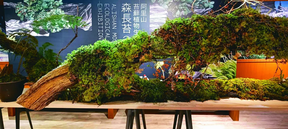 雲霧帶的森長苔
