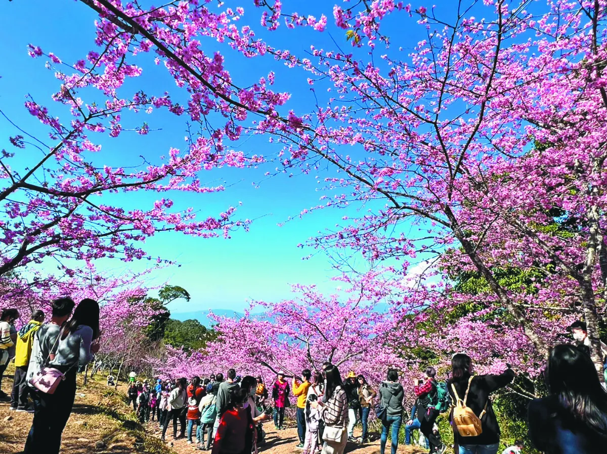 桃源寶山2千株櫻花  盛開8成