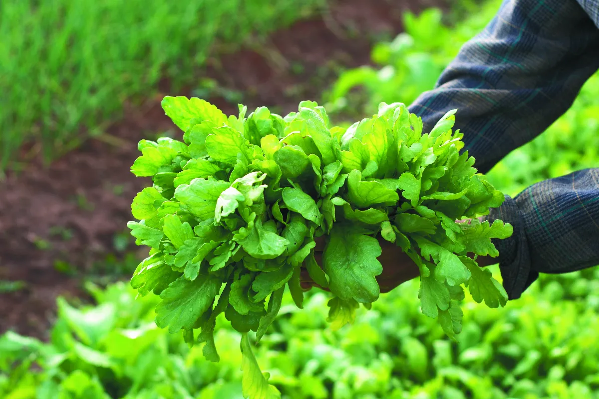 茼蒿鉀含量高 有助降血壓