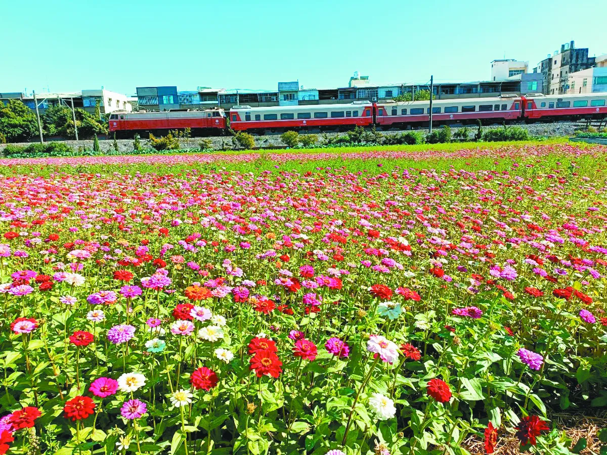 生活快門 花海祝福