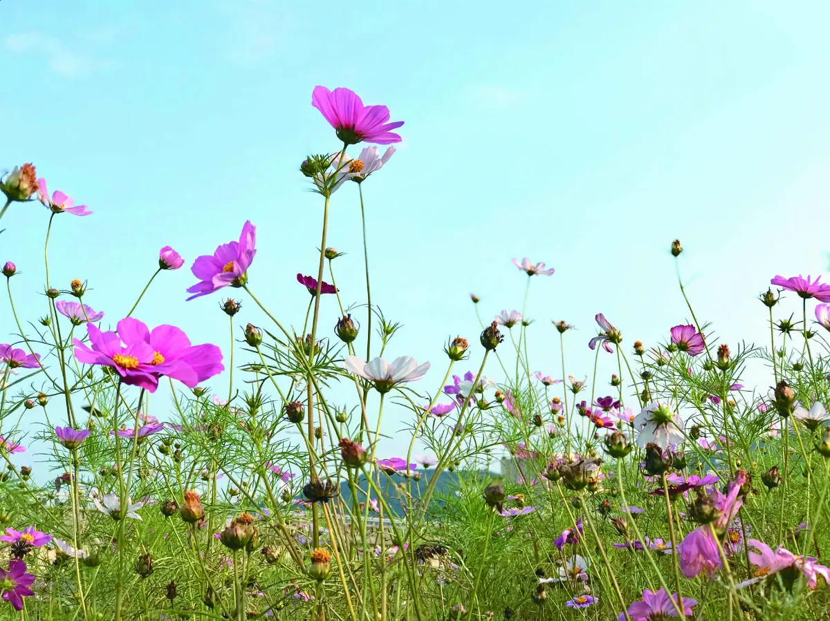 花就是禪 菊花王朝