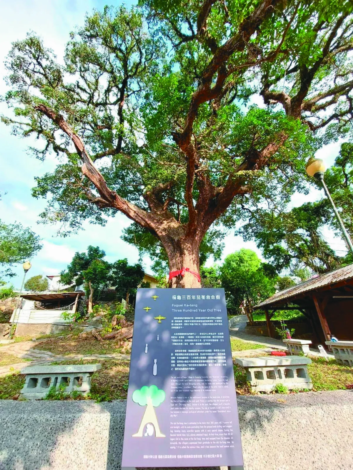 南投300歲救命樹  藏二戰防空洞