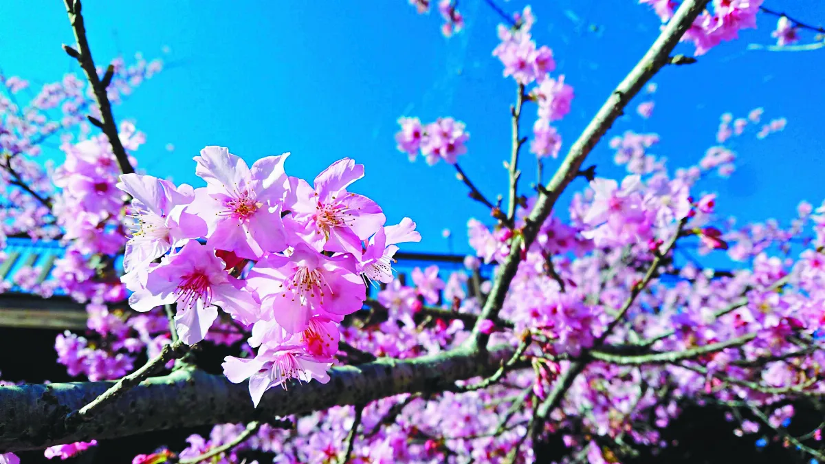 隙頂河津櫻盛開 象山添傳奇