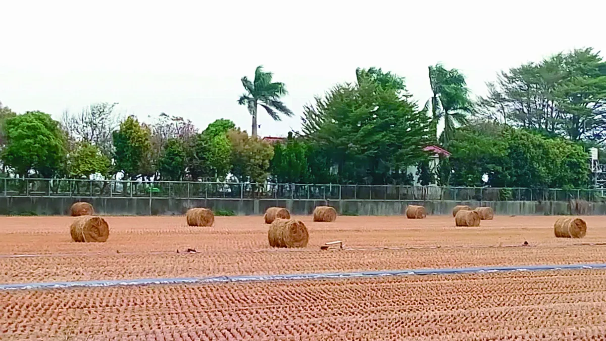 視覺DJ  稻草捲心酥
