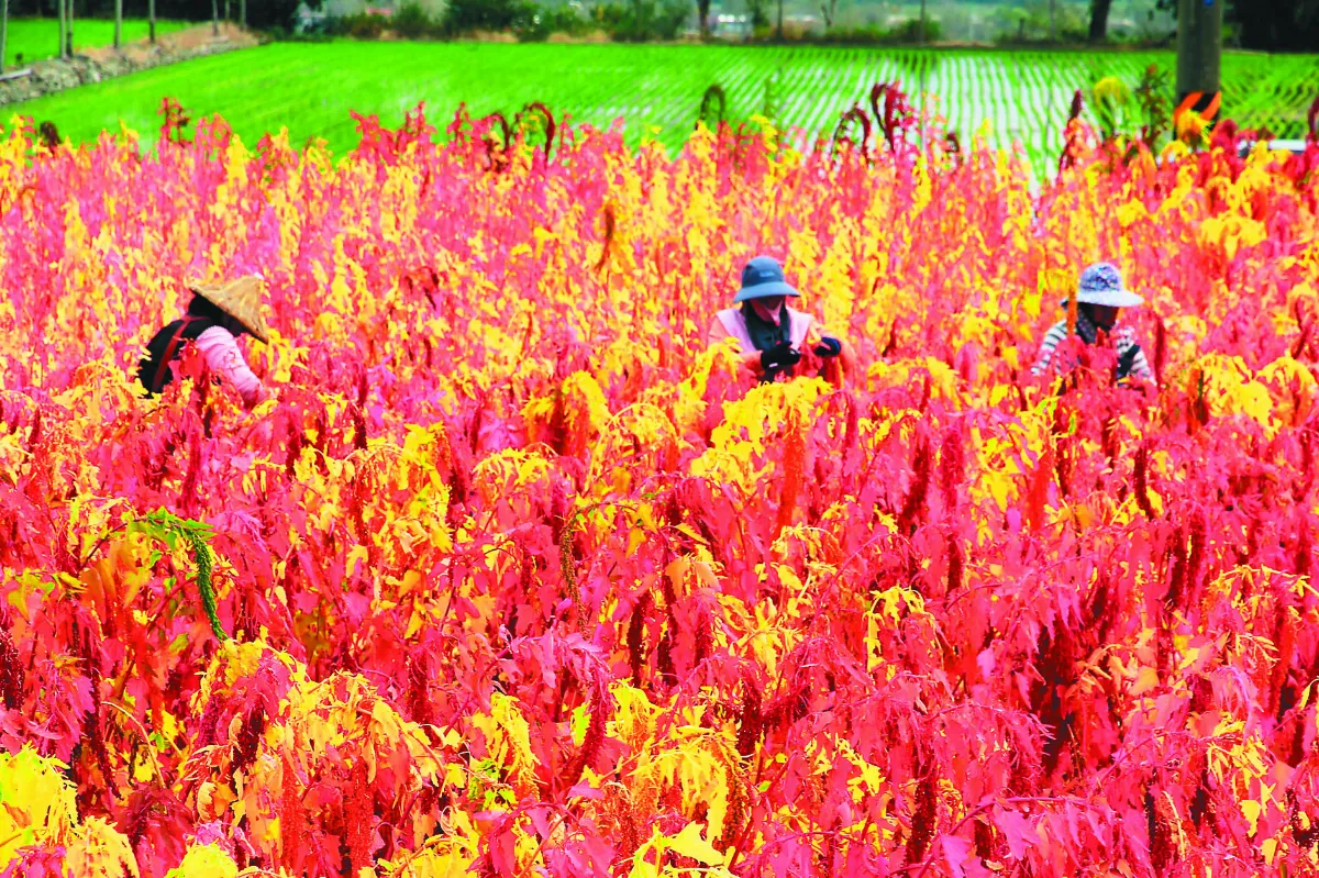 台東紅藜花海  紅寶石祕境