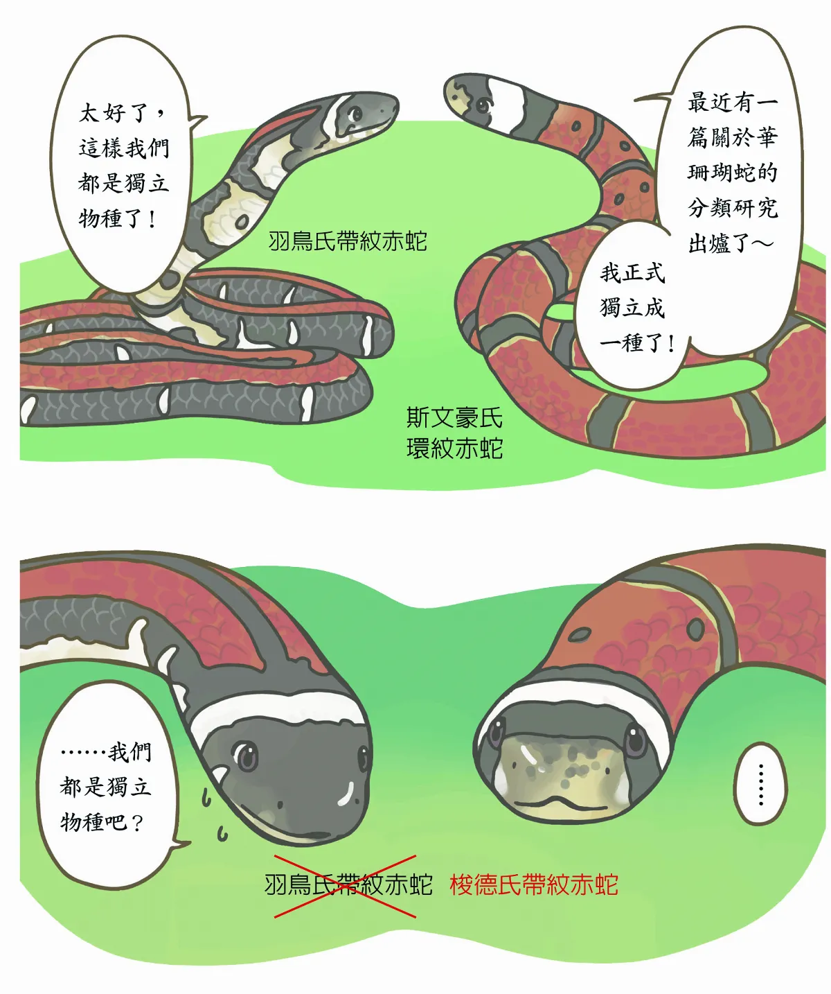 玉子手札 華珊瑚蛇 神祕又華麗的小毒物