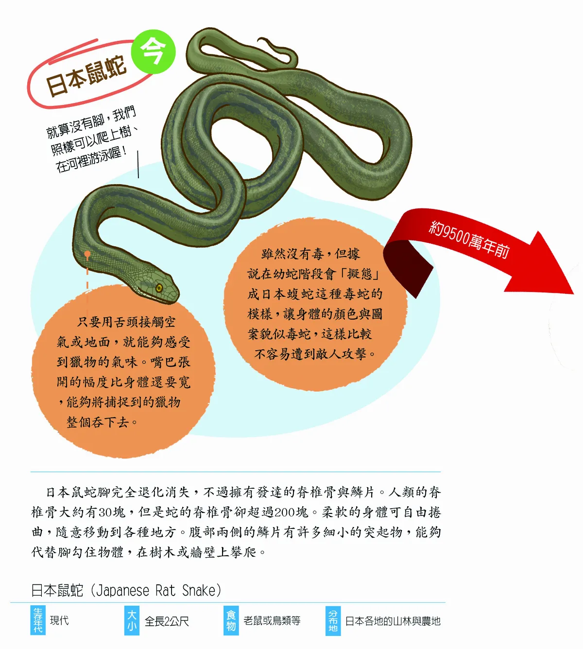 蛇以前有長腳