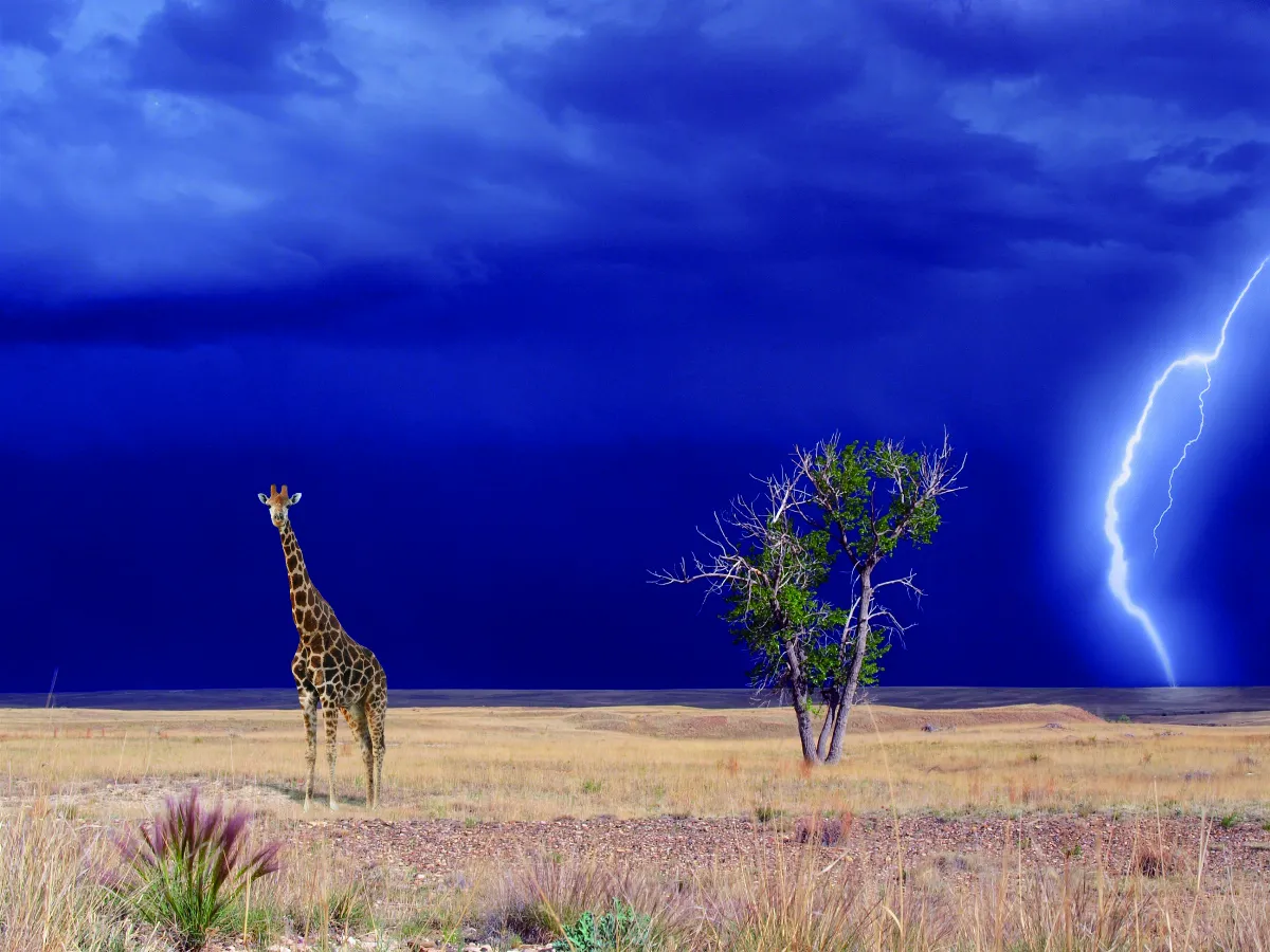 長頸鹿容易被雷劈到嗎？