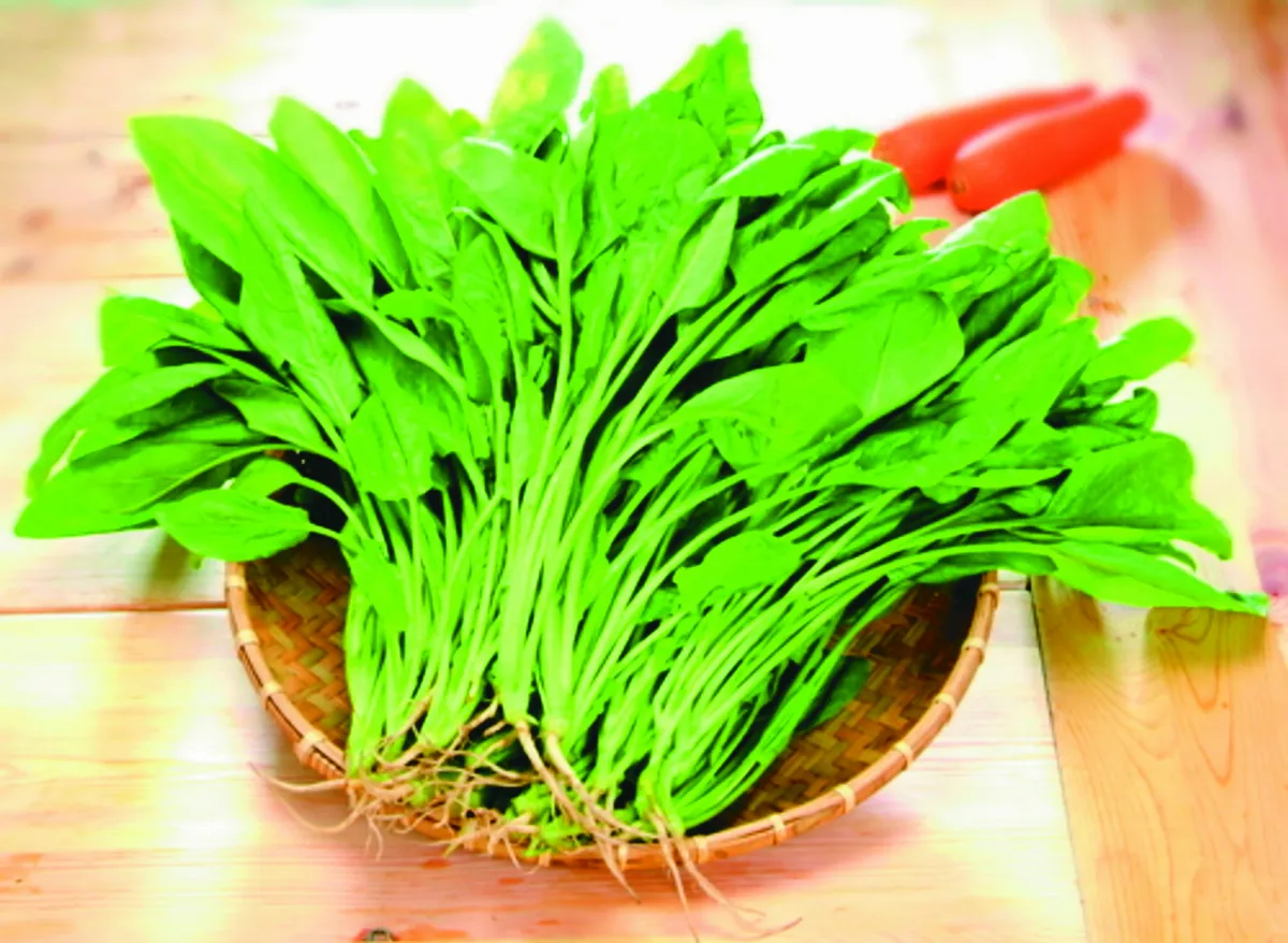 長年菜南北大不同  北芥菜南帶根菠菜