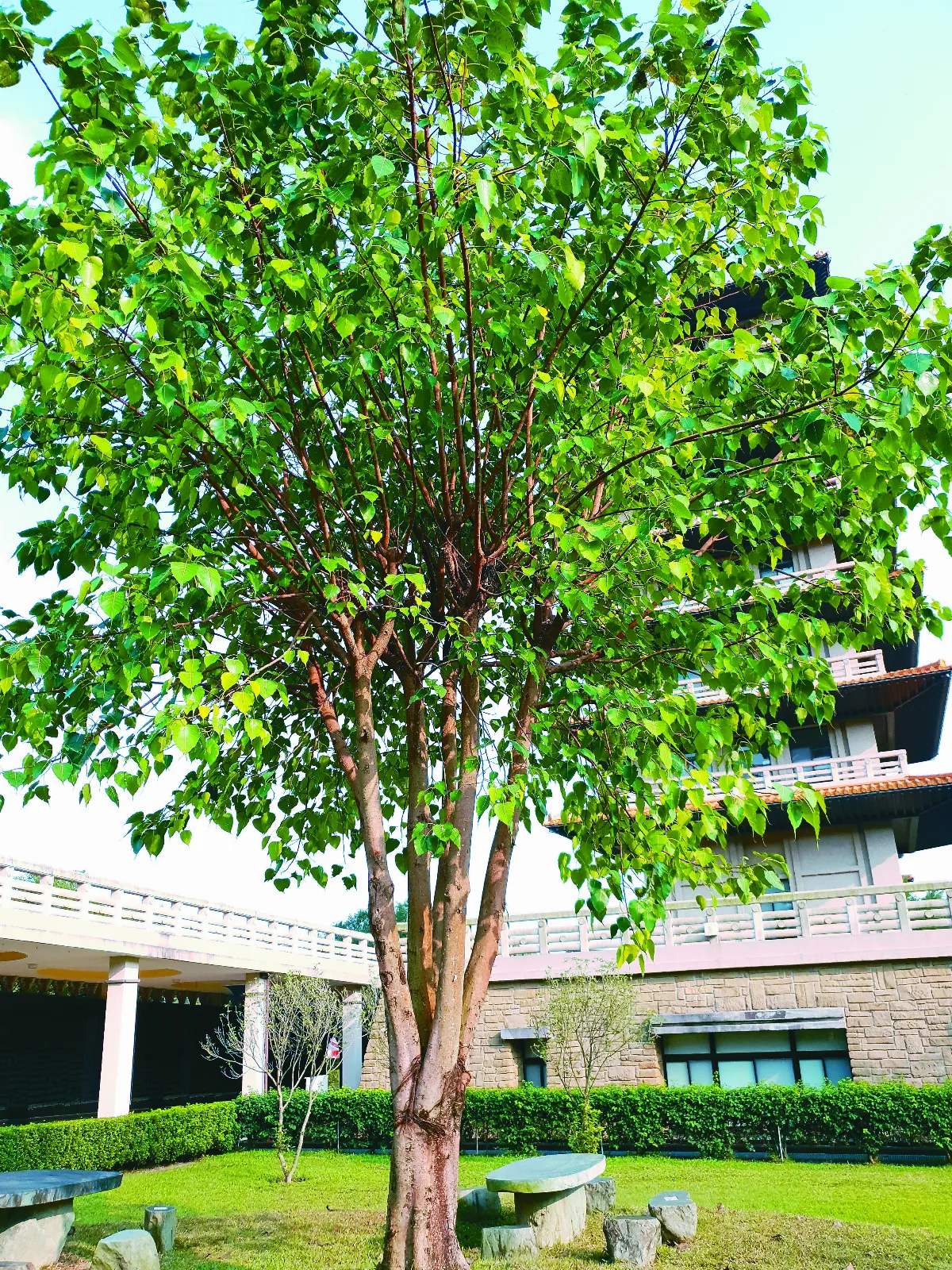 佛教植物園區 春天 3 月佛館見