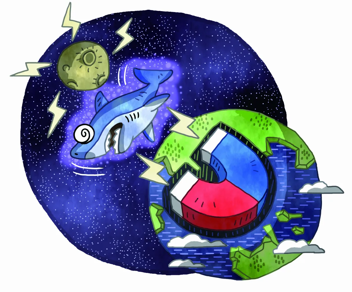 科學尬新聞 月圓之時 小心被追鯊