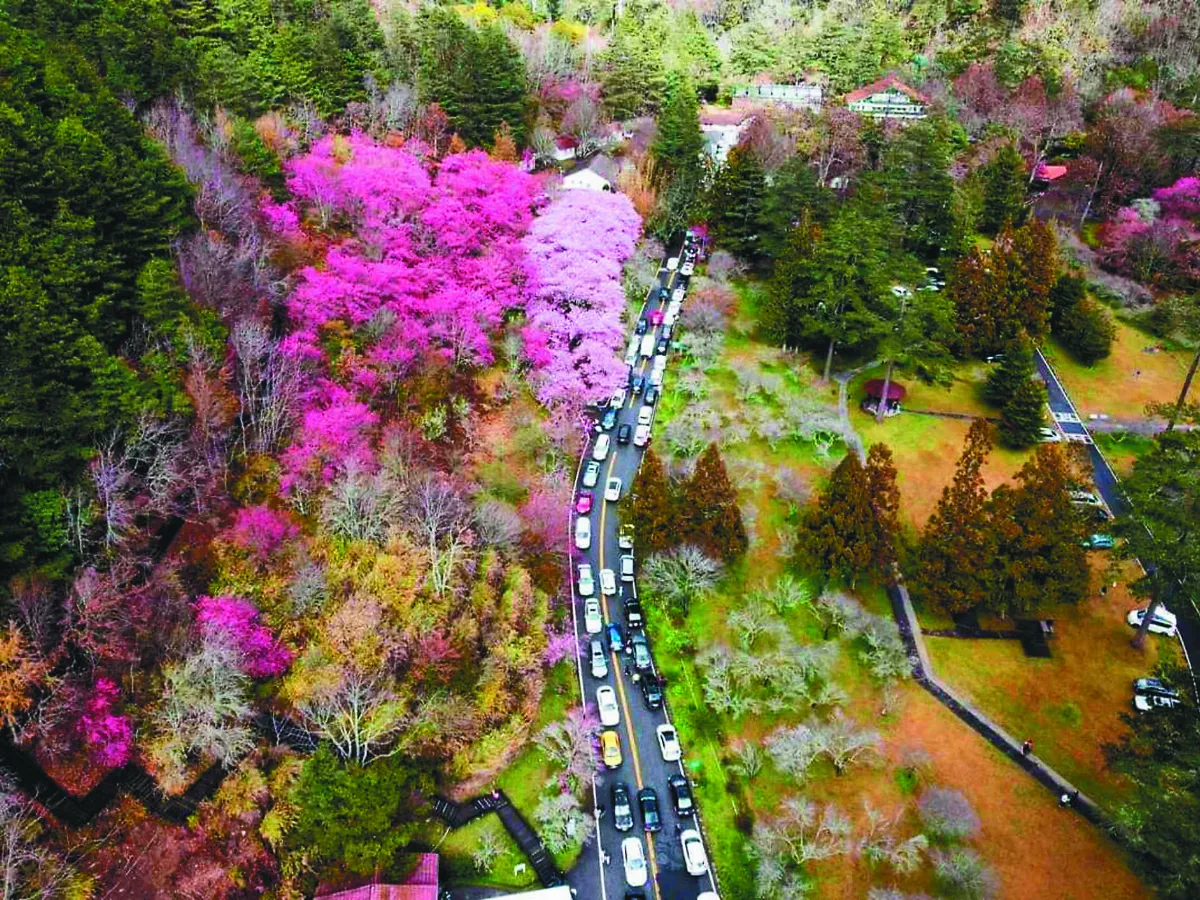 武陵櫻花提前盛開 車陣塞5公里