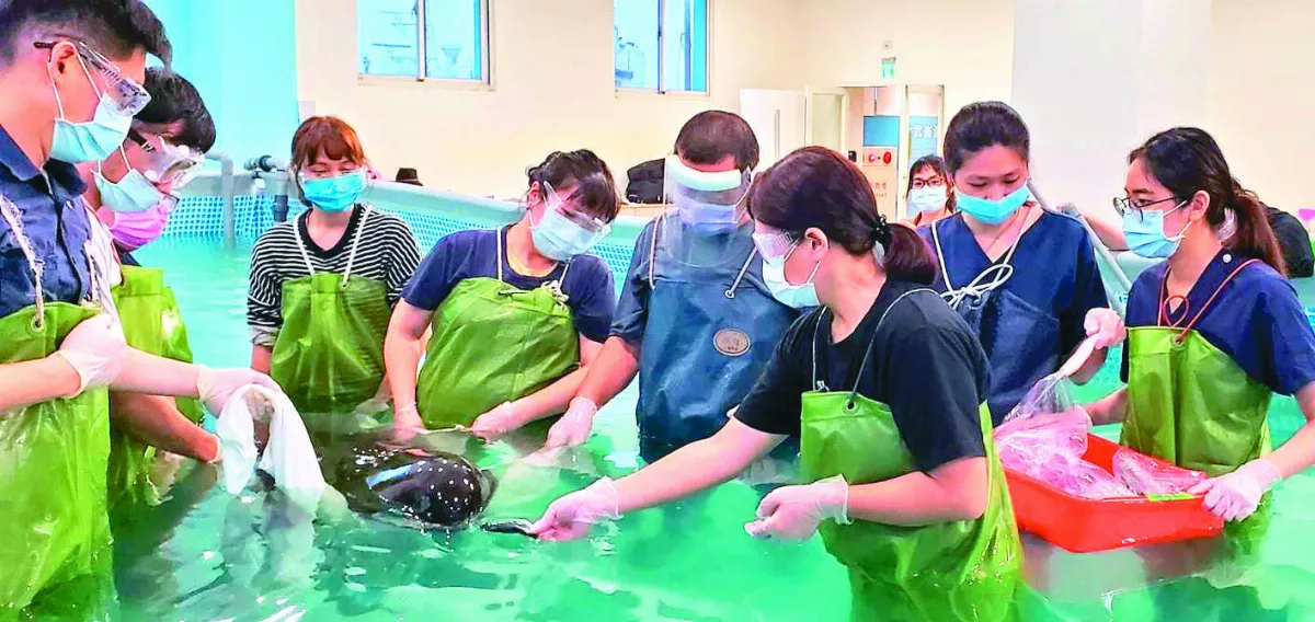 鯨豚救援英雄 500人次義工不眠不休