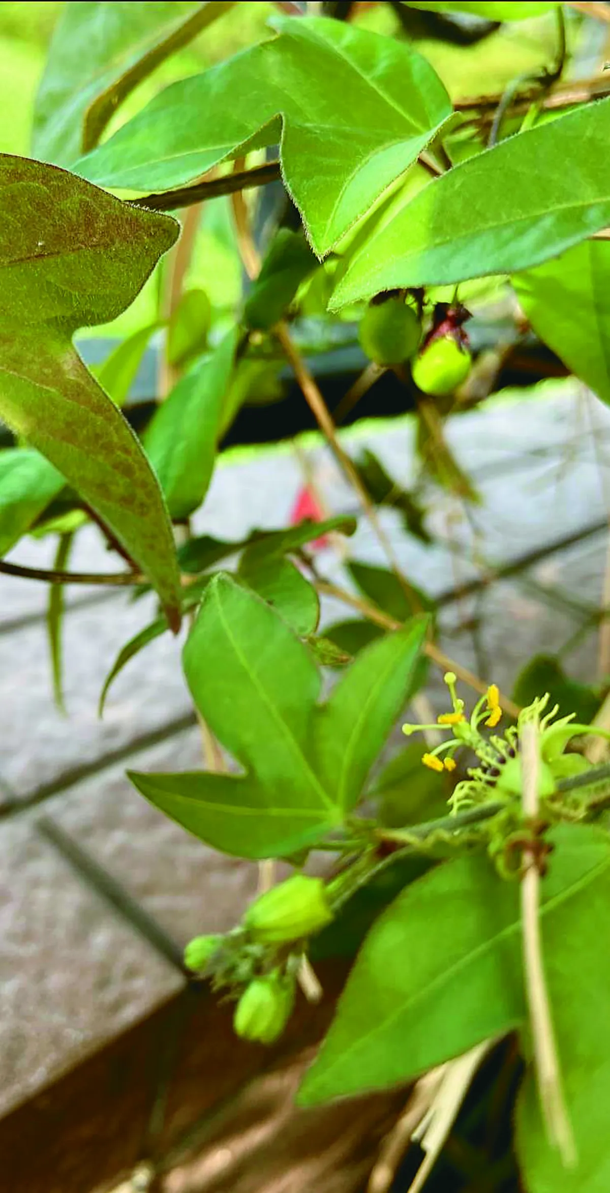我的心園 雨後吐芬芳 ── 忍冬西番蓮的花與果