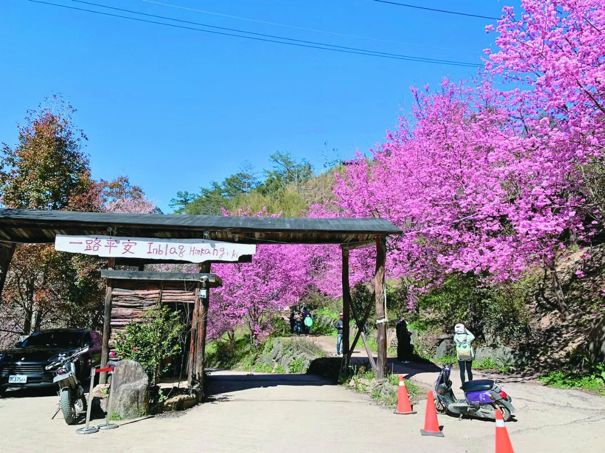 管制前夕  司馬庫斯爆賞櫻潮