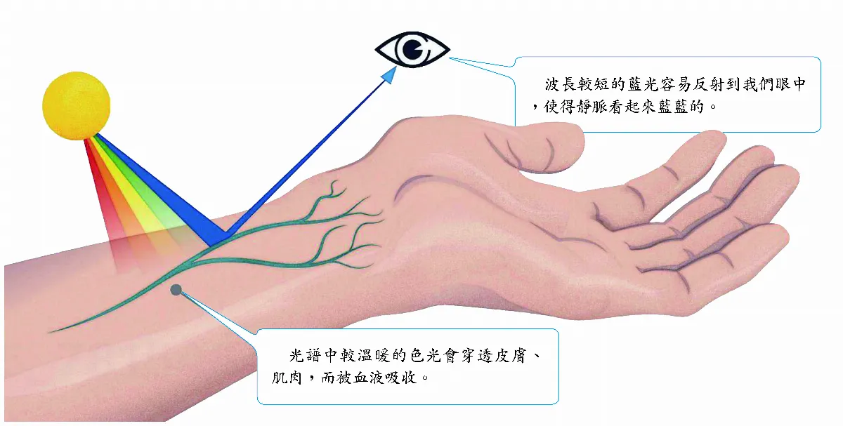 為何靜脈看起來是藍色？