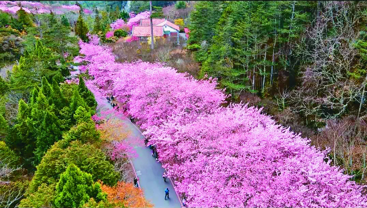 櫻花河流 武陵奇景