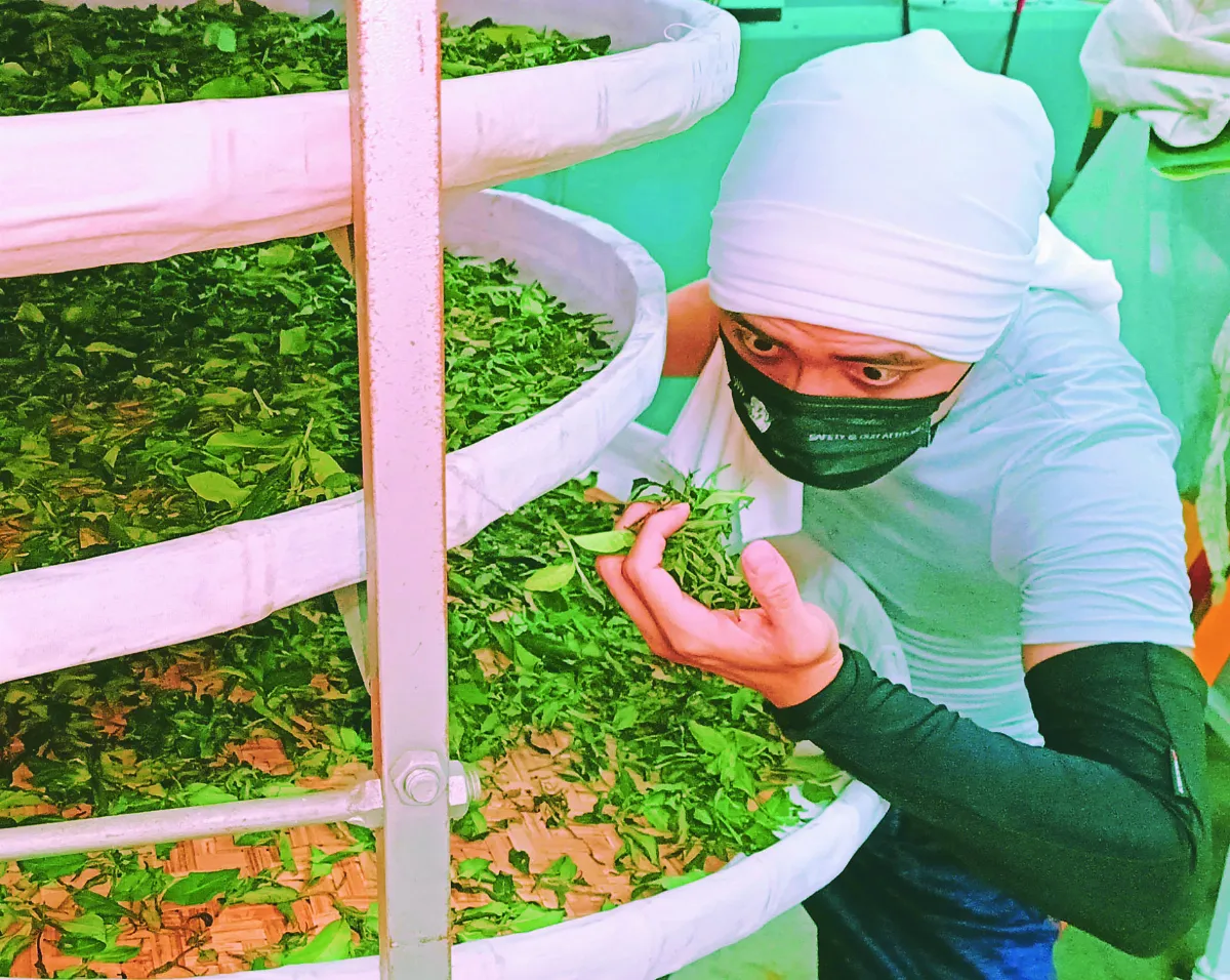 茶技驚英日 張家齊茗揚國際