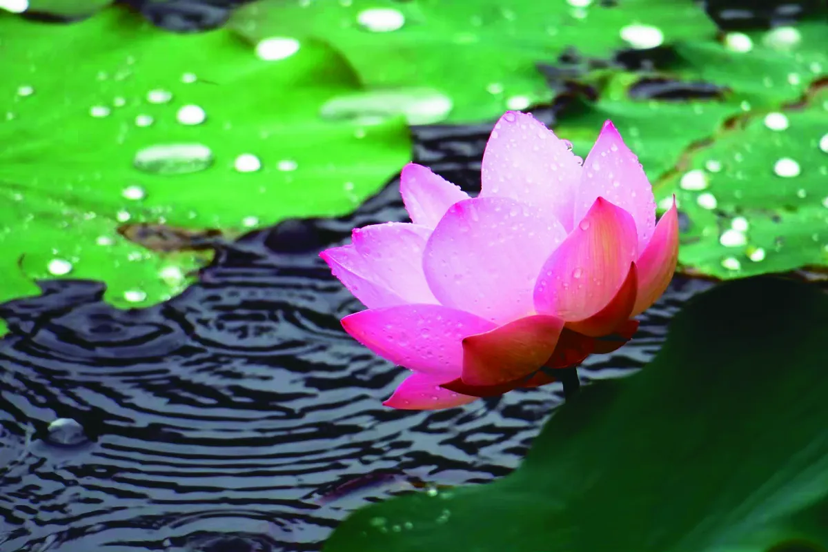 給媽媽菩薩