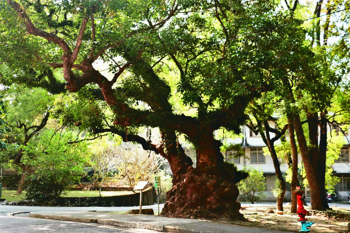 中興新村 虎山蒼鷹闢新鎮 雙十牌樓喜迎賓