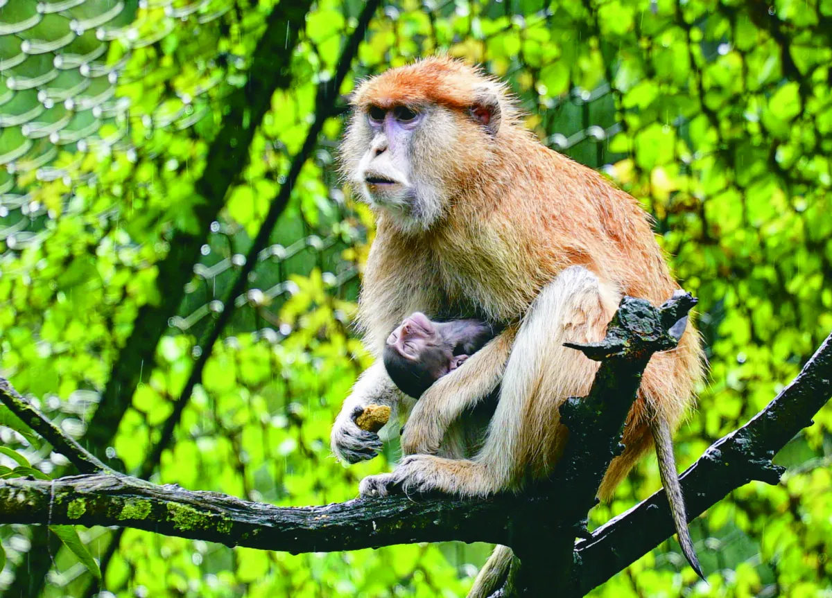 北市動物園 紅猴添丁