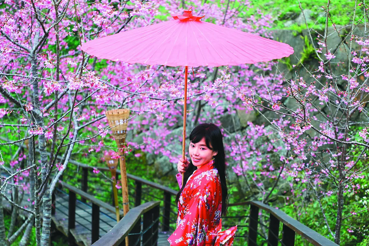 阿里山石棹 夜櫻交織茶香