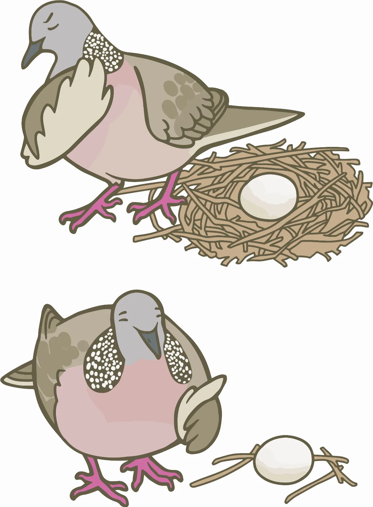 玉子手札 台灣斑鳩 築巢這樣鳩好