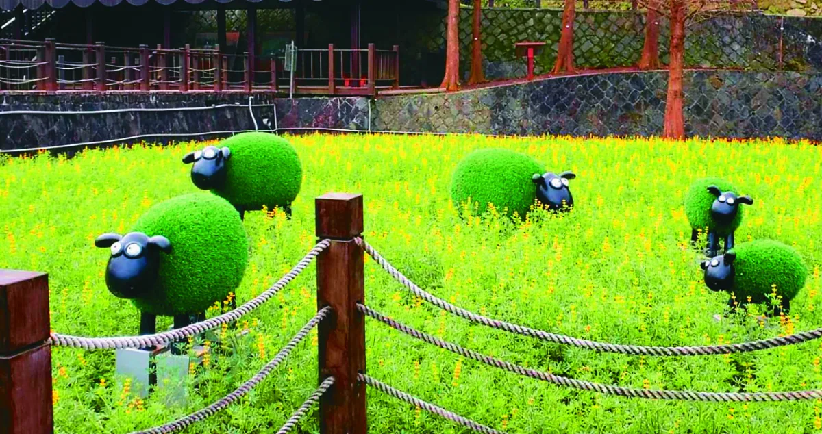 貓空樟樹步道  魯冰花盛開