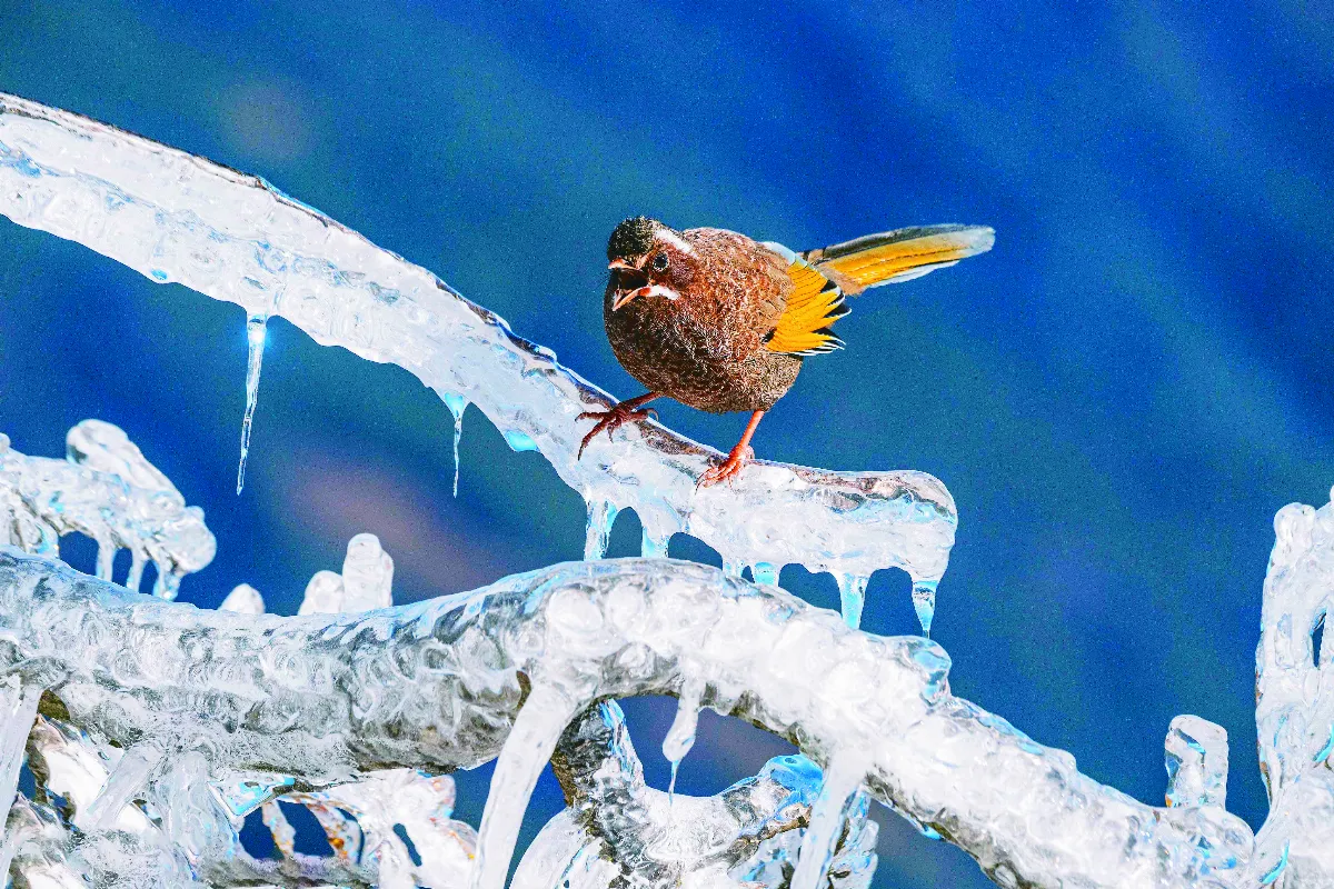 浮世畫框 合歡山上雪花鳥