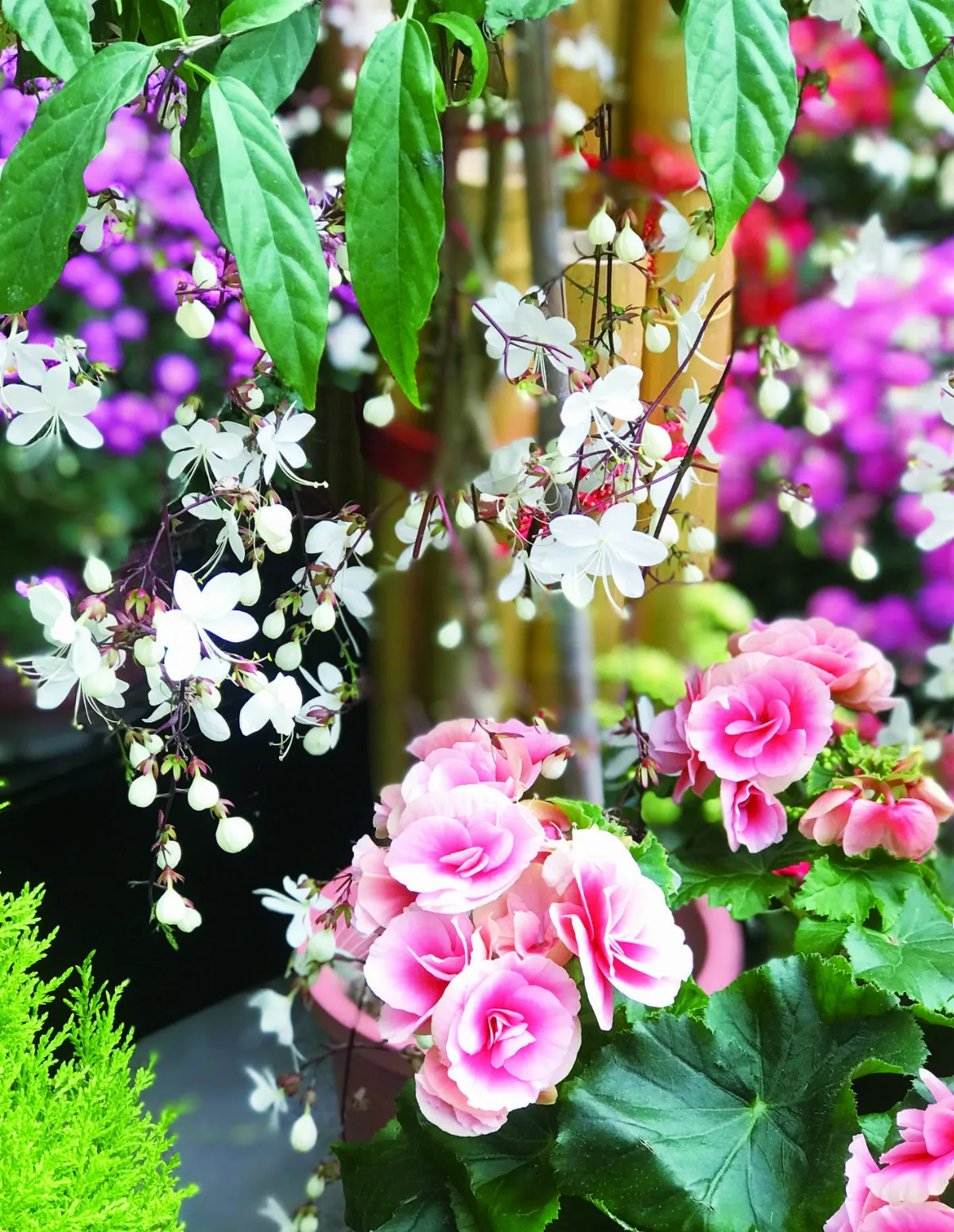 台文詩 春天的花蕊