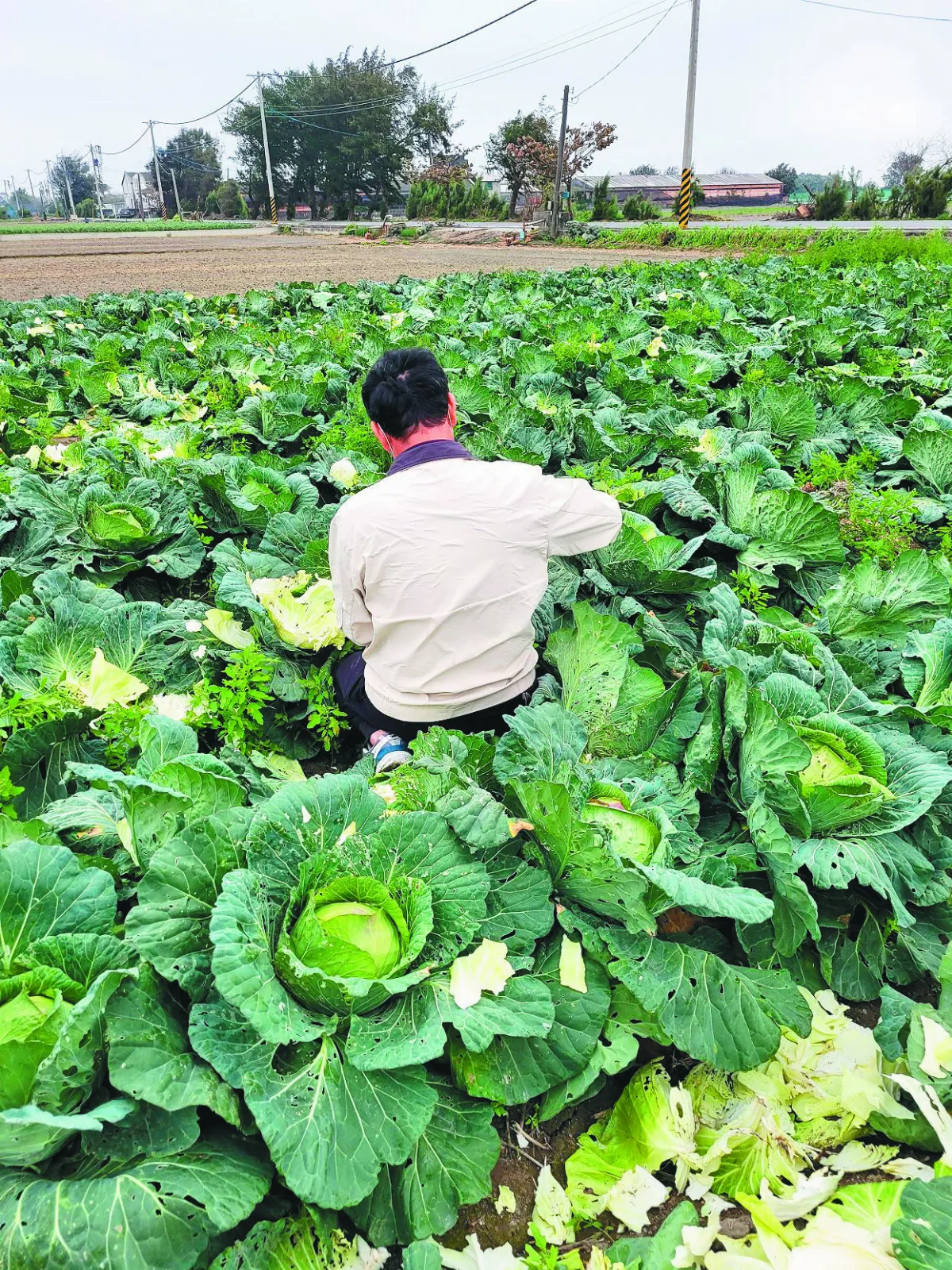 生活快門 惜福高麗菜