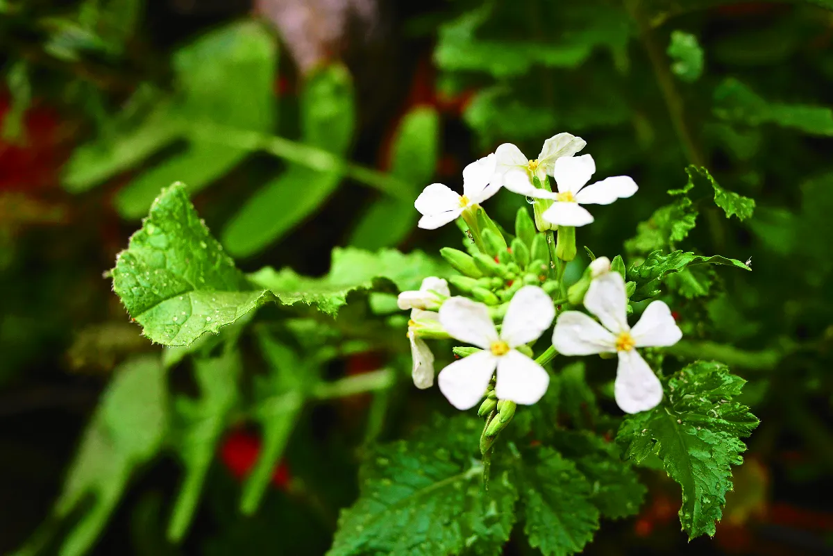 【逸饗蔬食】 驚蟄時分 生食蘿蔔