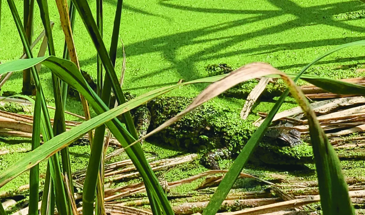 鱷魚出沒茭白筍田