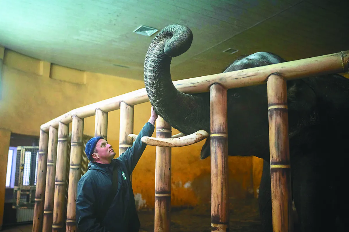 動物園陷戰火 員工陪睡安撫大象