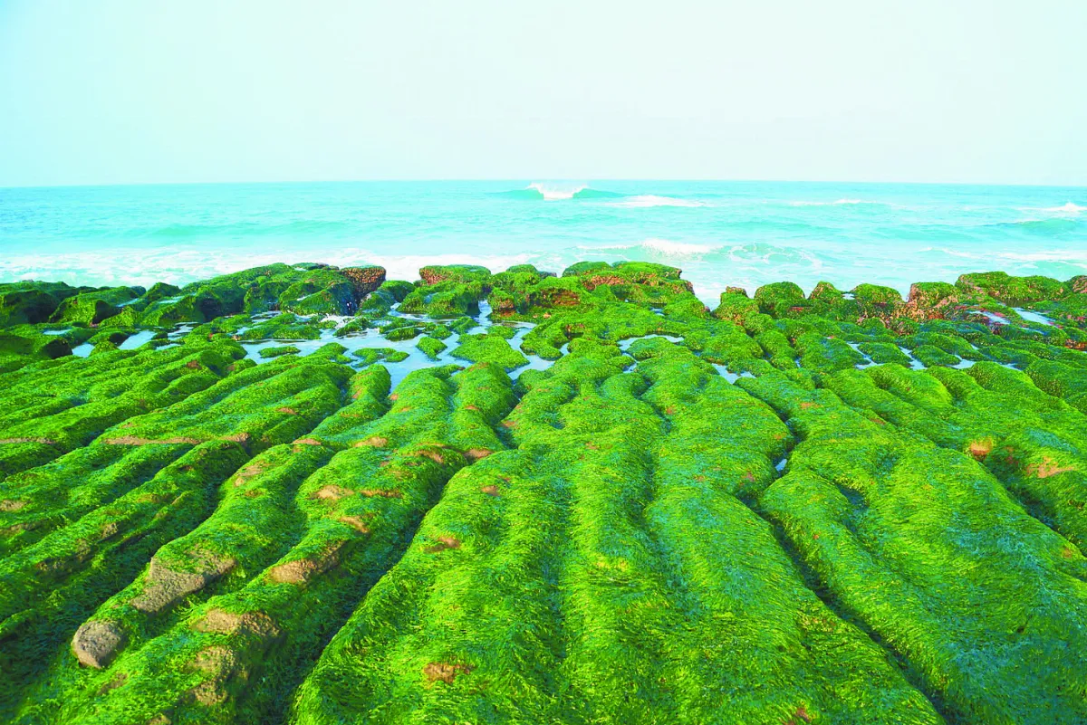 老梅綠石槽　一半綠油油