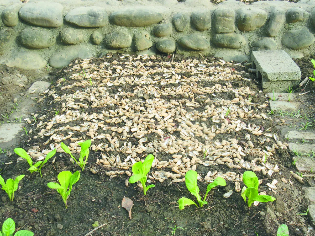 美麗 田粧 花生殼好去處