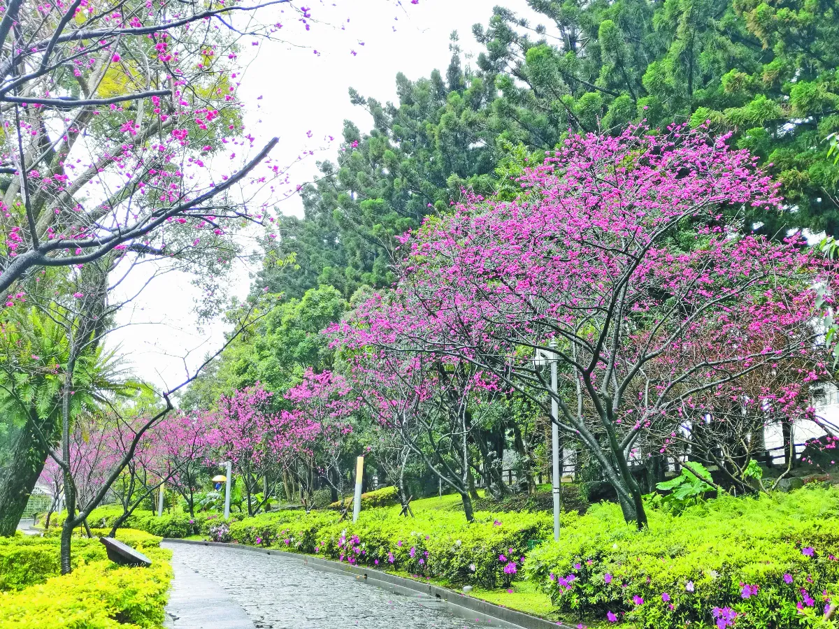 芬芳步履 賞櫻時光
