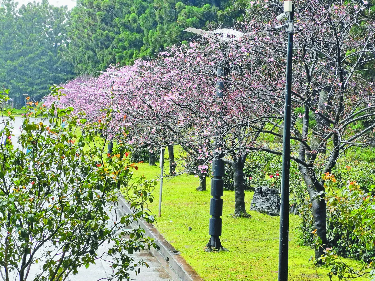 芬芳步履 賞櫻時光