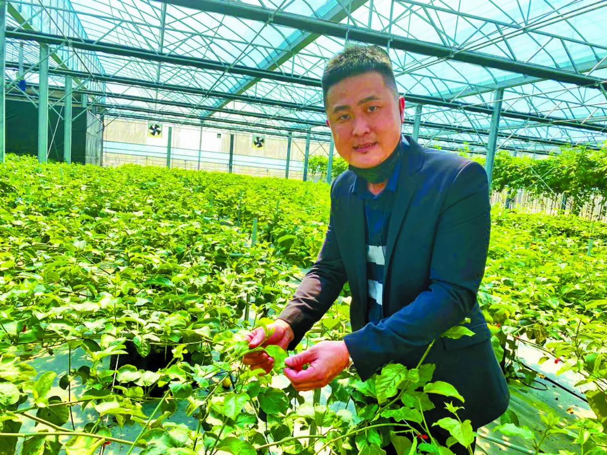 阿嬤愛吃百香果 青農研究種苗