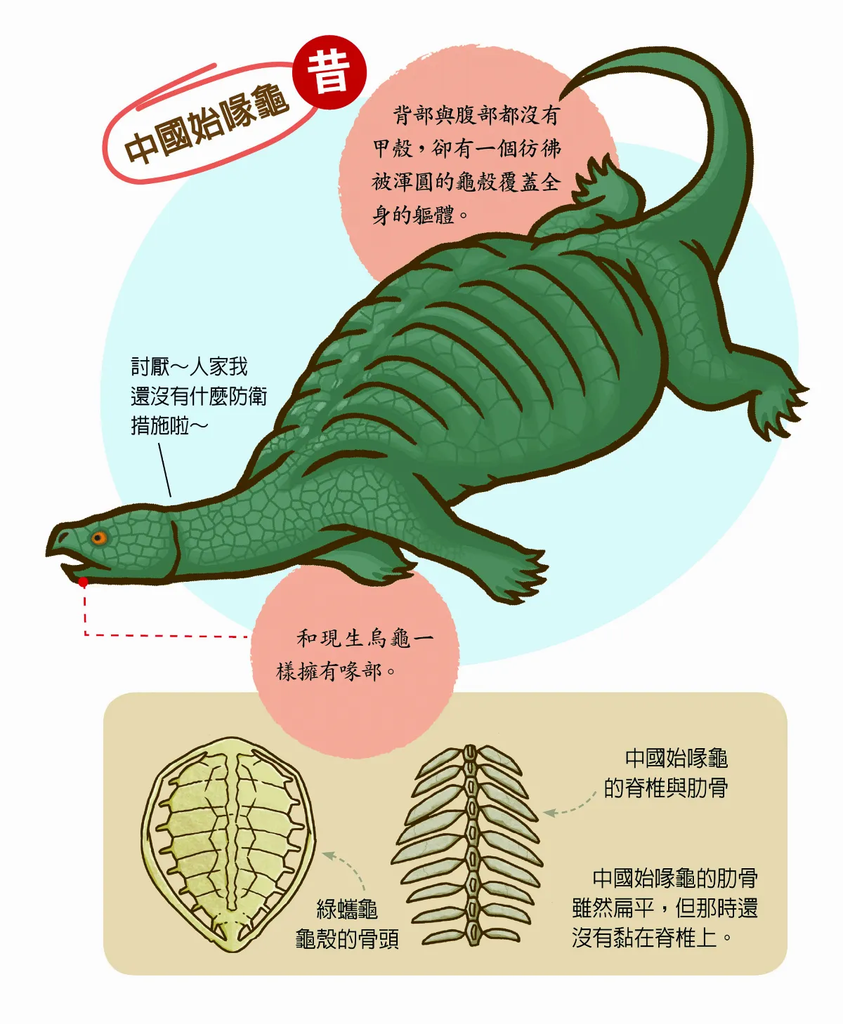 早期烏龜 沒有龜殼