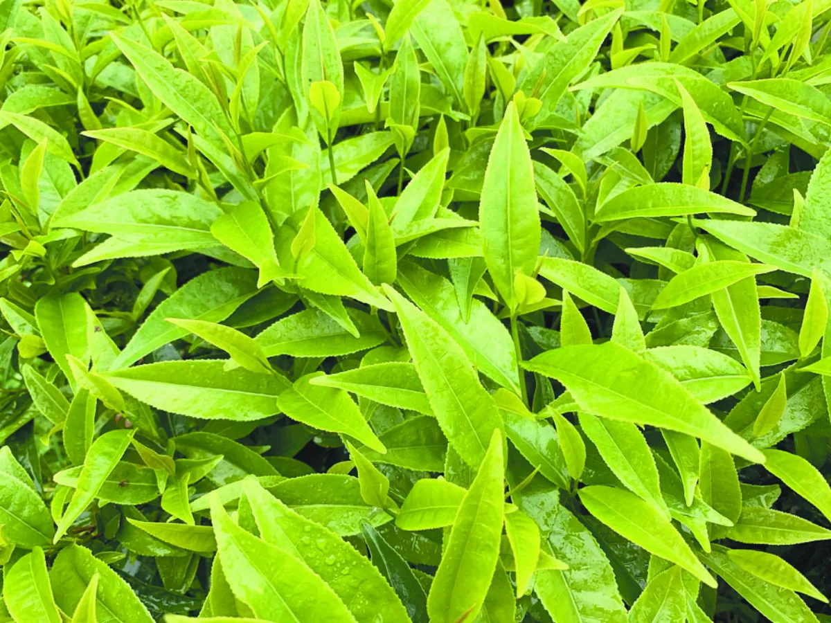 茶中松露  台灣原生茶山蘊