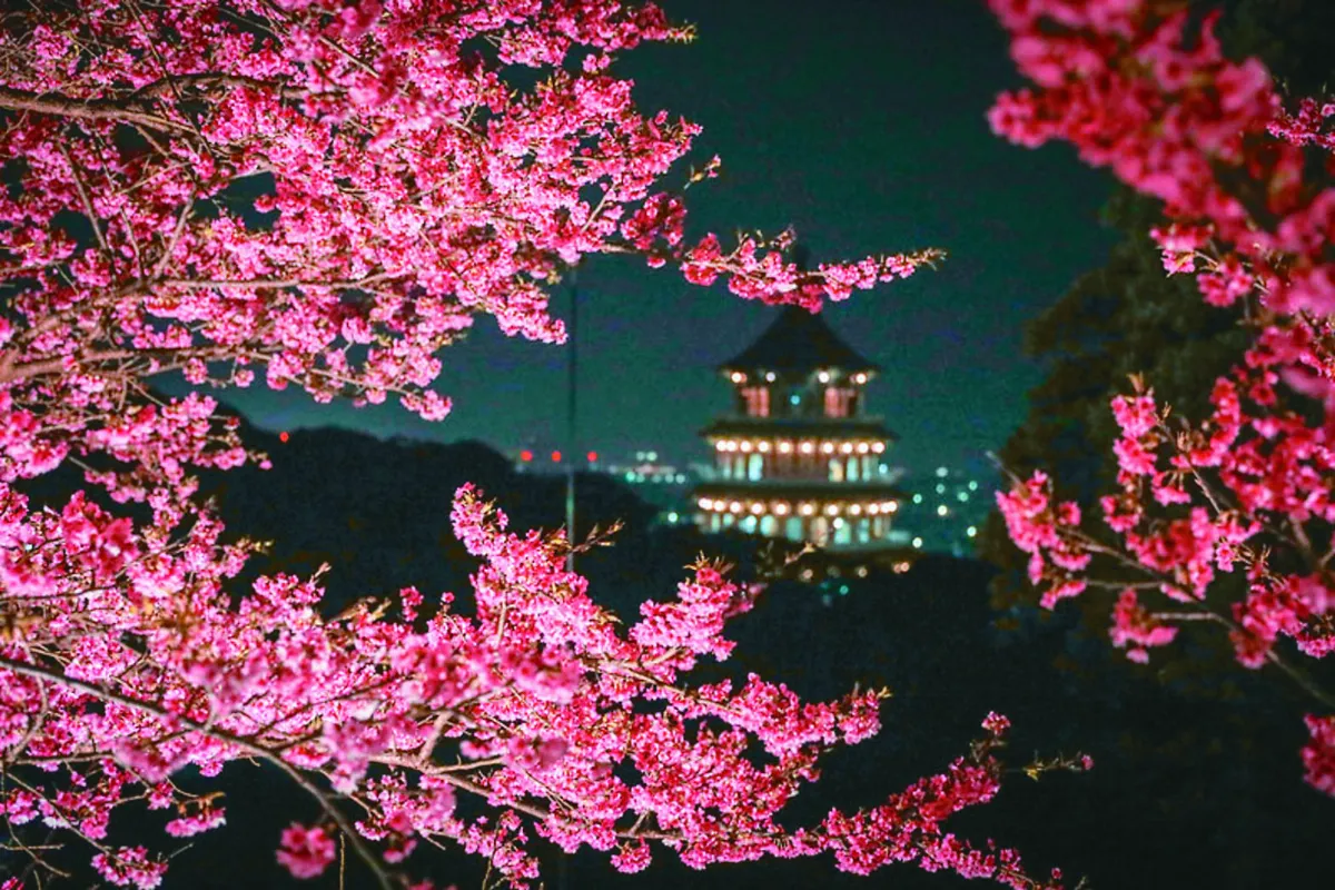 淡水天元宮 夜賞吉野櫻