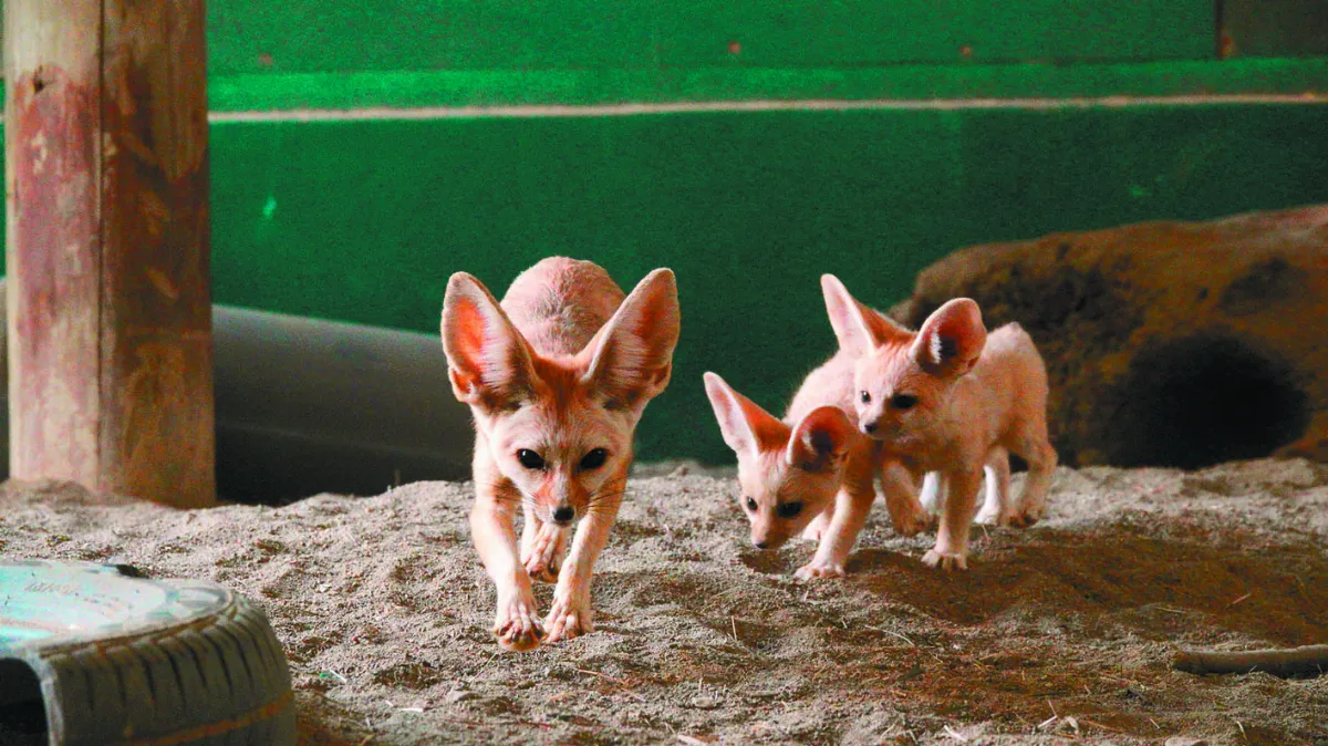 頑皮世界動物園  迎耳廓狐寶寶