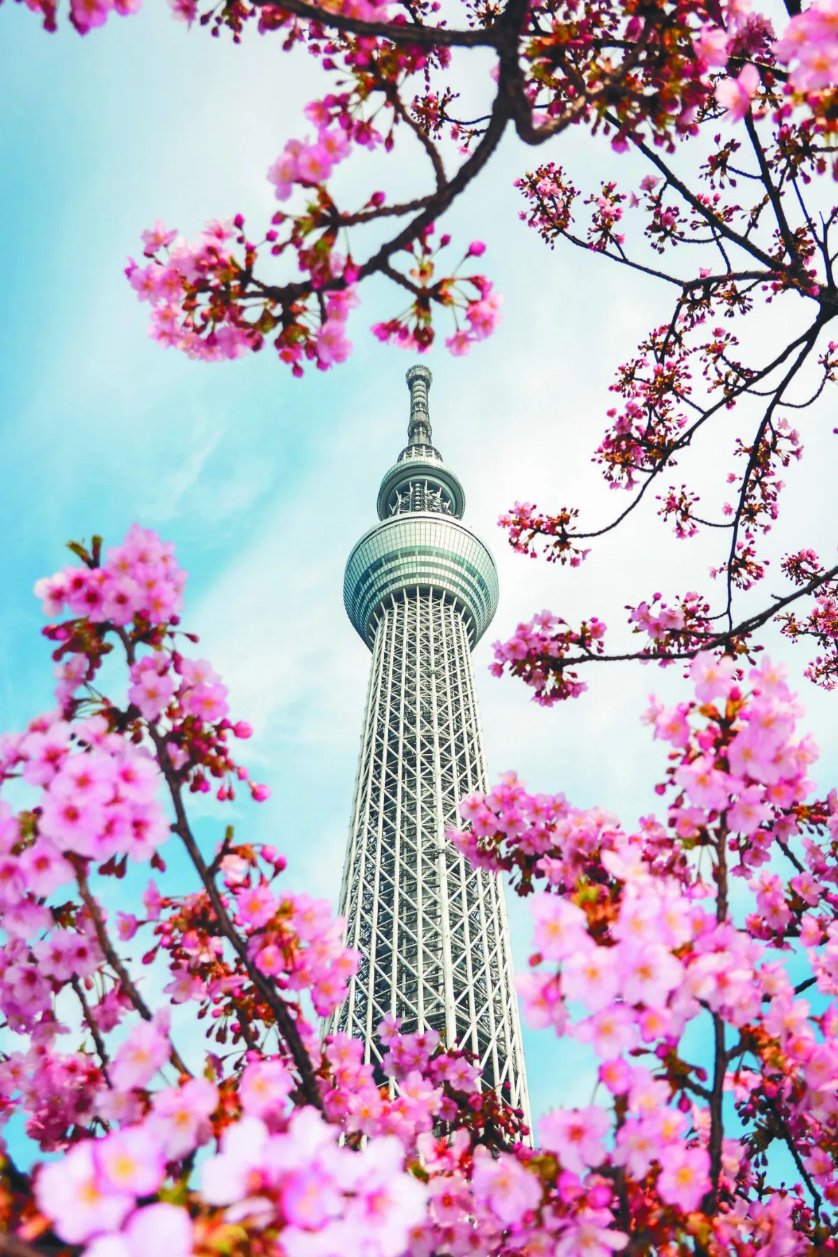 日本3月21日 全面解封 4月起放寬入境