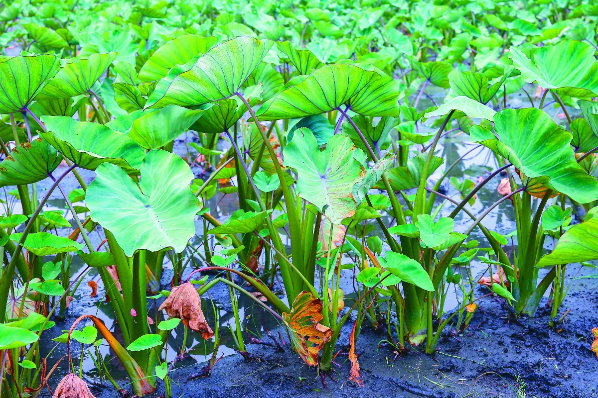 【人間覺味】芋頭香菇蓋飯