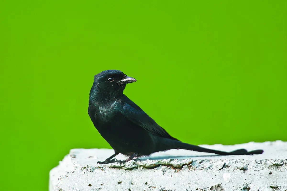 生態攝影 千山飛絕 話觀羽